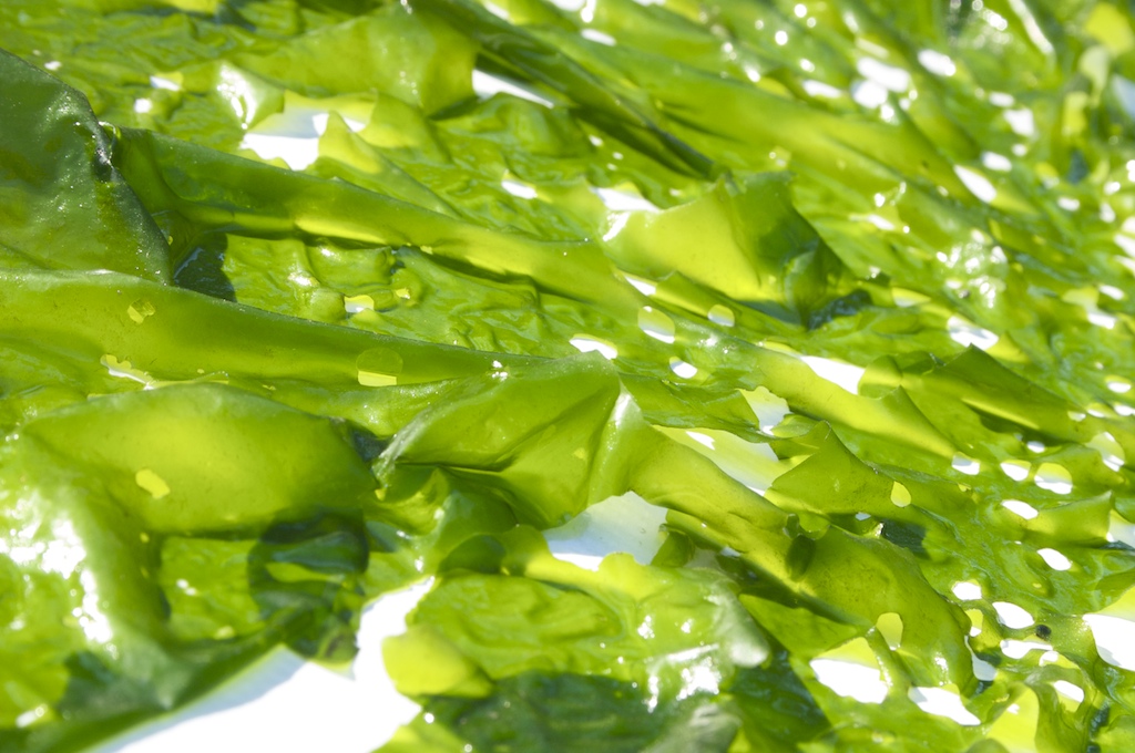 Sea Lettuce, Aosa, Green Laver – Seaweeds of the Pacific Northwest